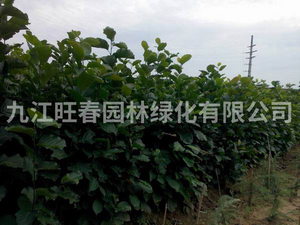 白玉蘭